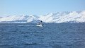 Husavik (35)